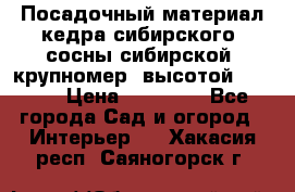 Посадочный материал кедра сибирского (сосны сибирской) крупномер, высотой 3-3.5  › Цена ­ 19 800 - Все города Сад и огород » Интерьер   . Хакасия респ.,Саяногорск г.